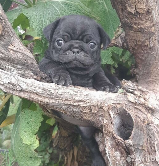 Щенки мопса