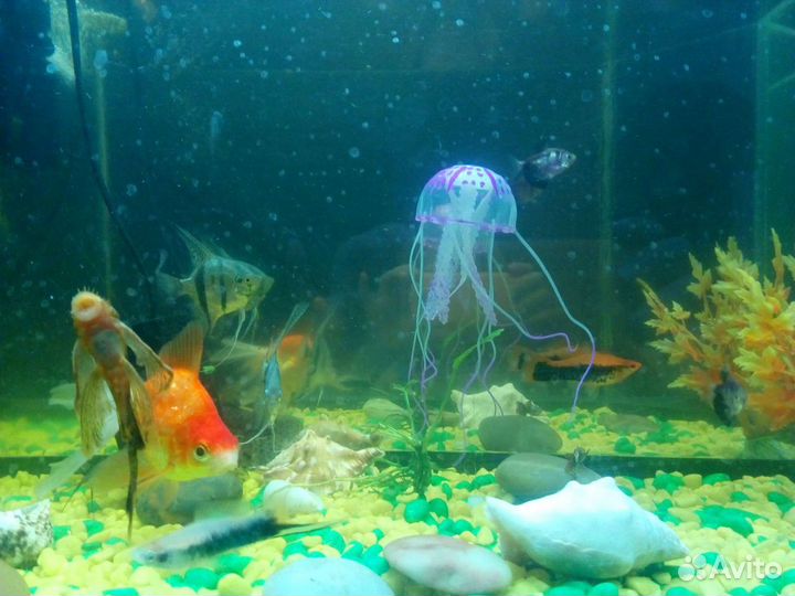 Аквариум