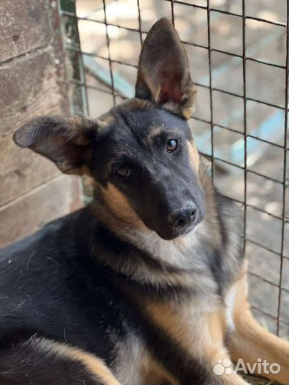 Немецкая овчарка метис в дар щенок