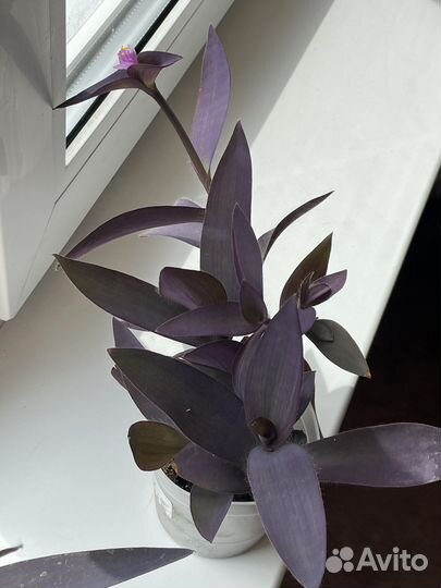 Сеткреазия пурпурная/Традисканция фиолетовая