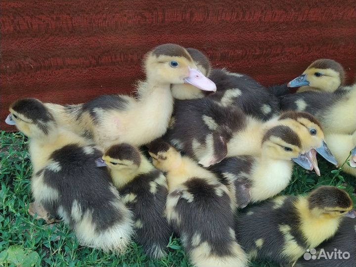 Индо Утка с утятами есть без утки утята возр. Разн