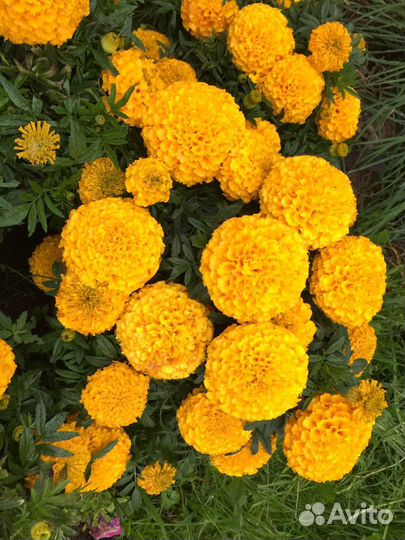 Петуния и другие цветы