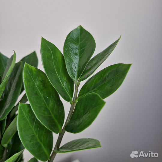 Замиокулькас