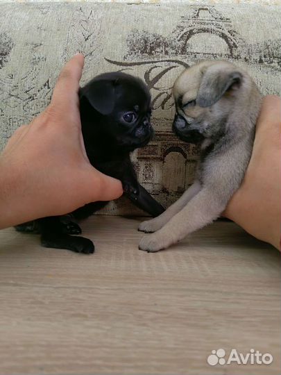 Щенки мопса