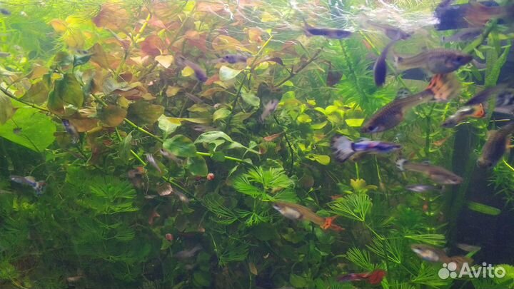 Рыбки гуппи, креветки Черри, травка для аквариума