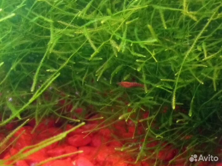 Мох и гуппи и вишнёвые креветки