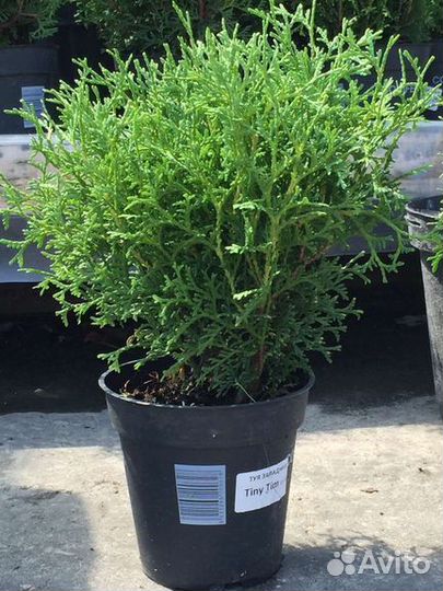 Туя Тини Тим