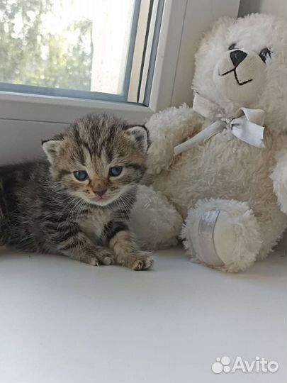 Шотландская