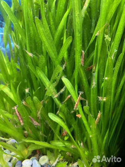 Аквариумные креветки