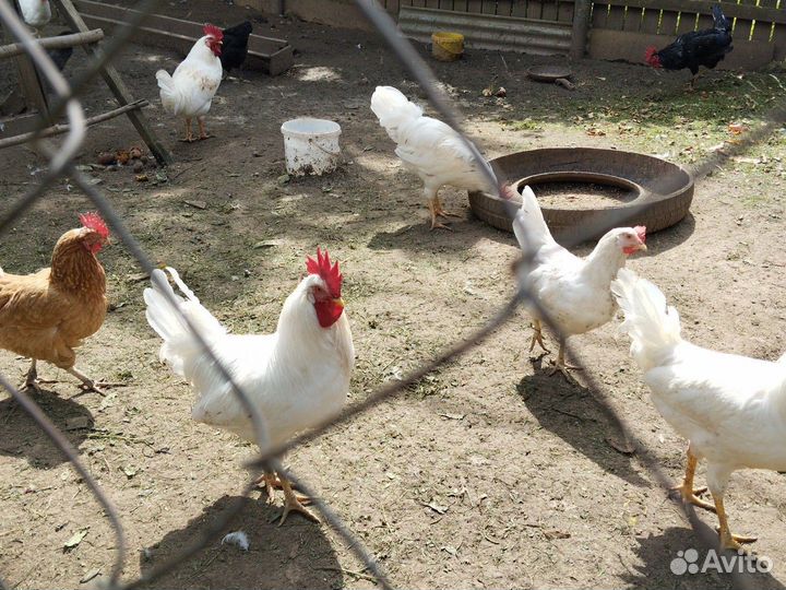 Молодые петухи