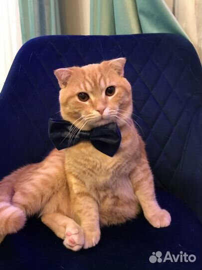 Шотландский кот вязка