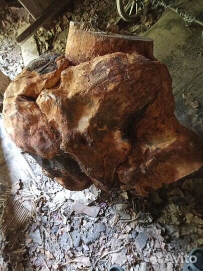 Березовый прикорневой кап-сувель