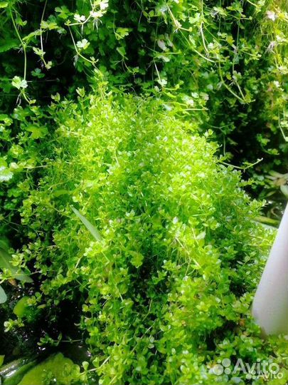 Аквариумные растения