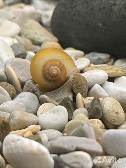 Аквариум с необходимыми принадлежностями, рыбками