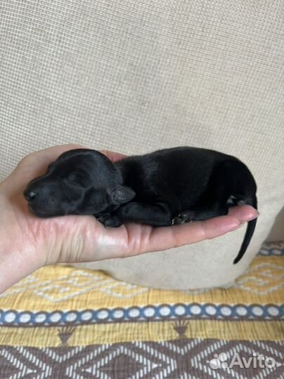 Девочка левретка