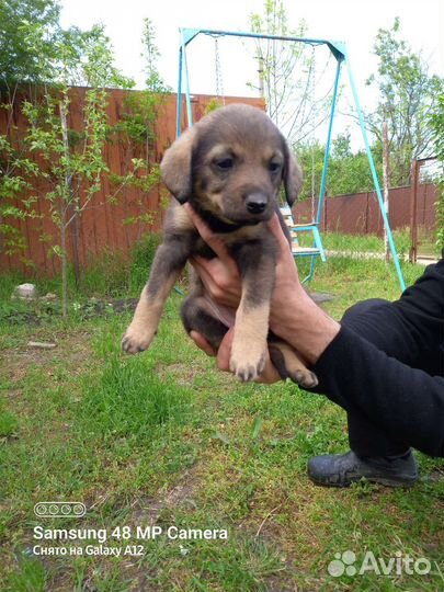 Щенки бесплатно