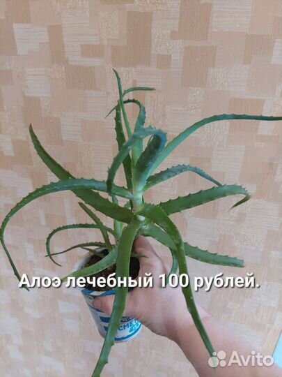 Комнатные цветы