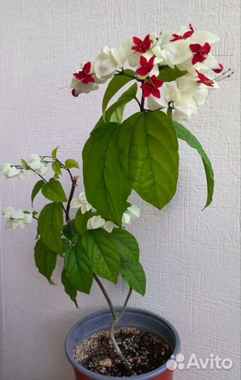 Клеродендрум томпсон