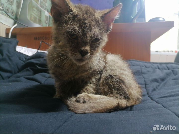Котенок в добрые руки
