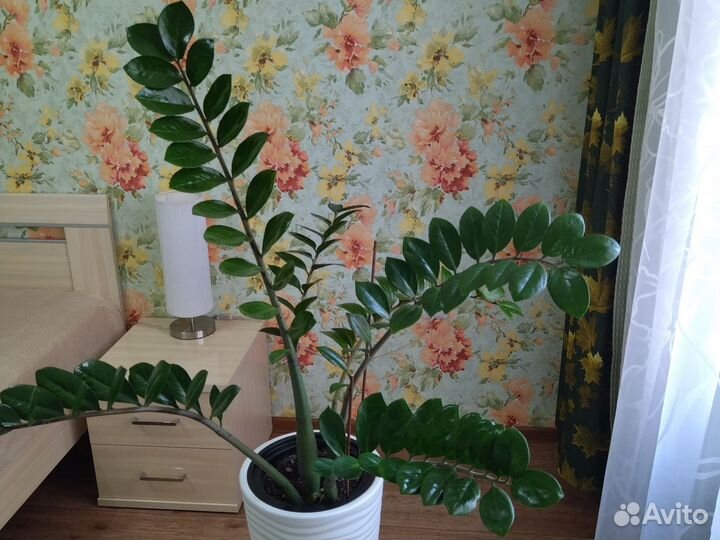 Замиокулькас