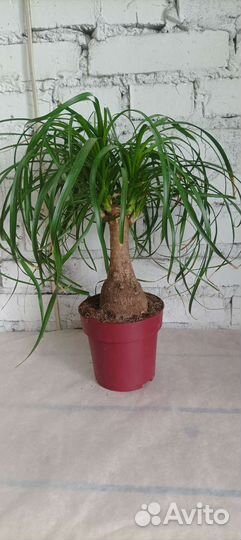 Бокарнея нолина, бутылочное дерево