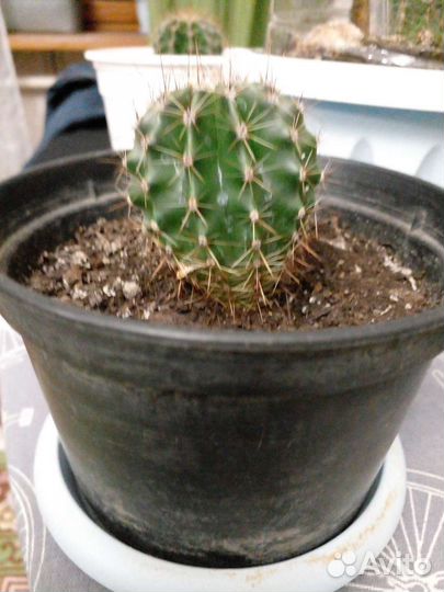 Кактусы и денежное дерево