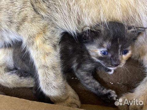 Котята в добрые руки бесплатно
