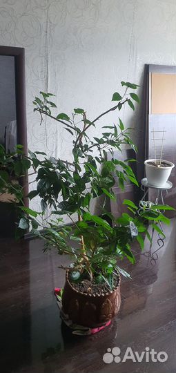 Китайская Роза