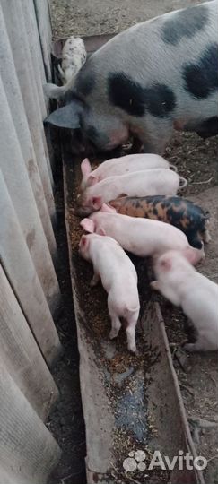 Поросята 2 мес