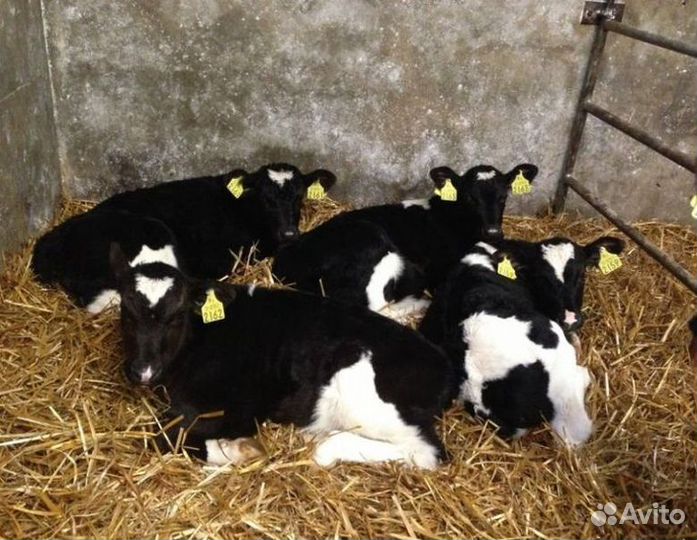 Телята бычки на откорм