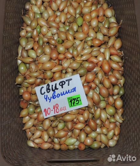 Голландский и Российский лук севок