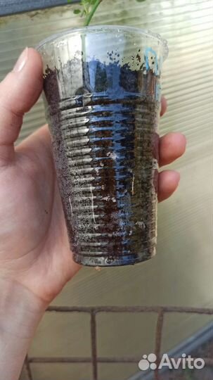 Роза плетистая