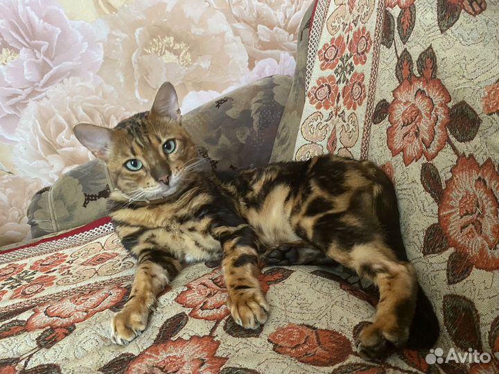 Бенгальский кот