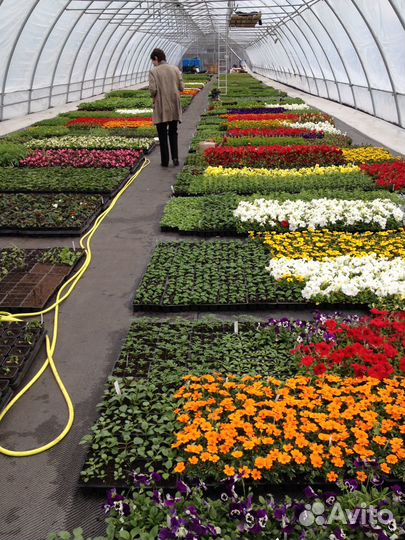 Питомник растений