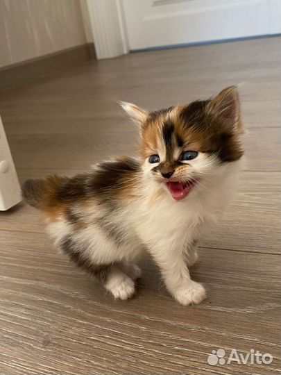 Кошка