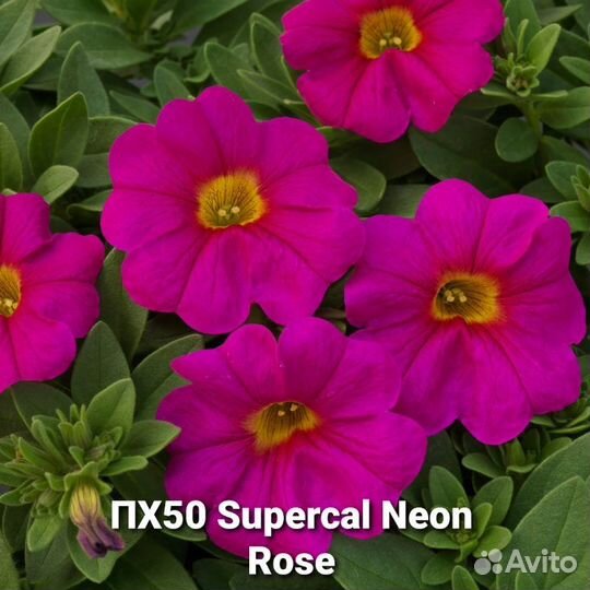 Петуния вегетативная часть 2