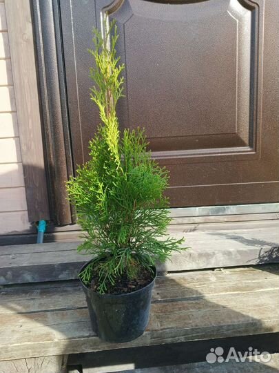 Туя смарагд