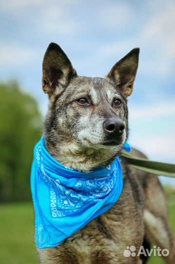 Небольшой пёсик в добрые руки