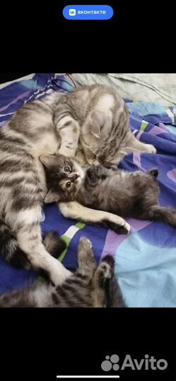 Котята в добрые руки даром