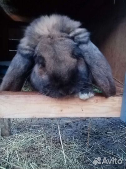 Кролик и крольчата мясных пород