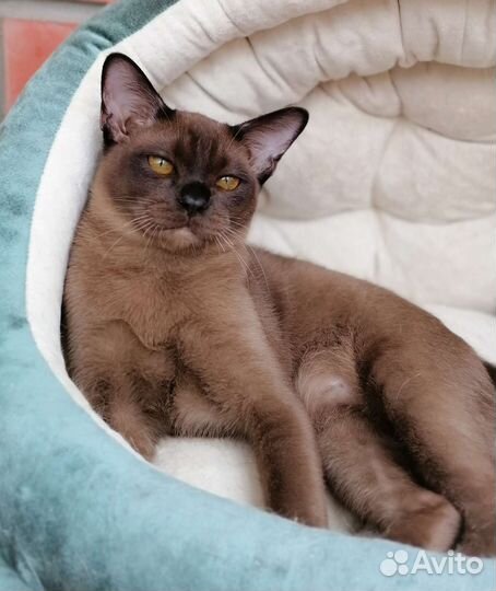 Продажа котят