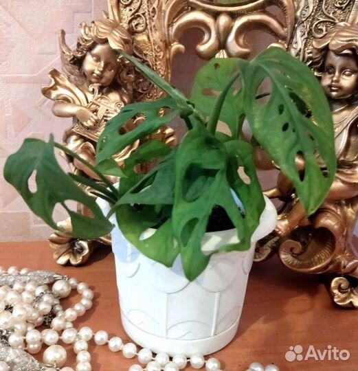 Комнатные растения