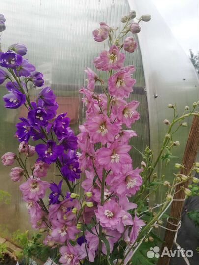 Дельфиниум