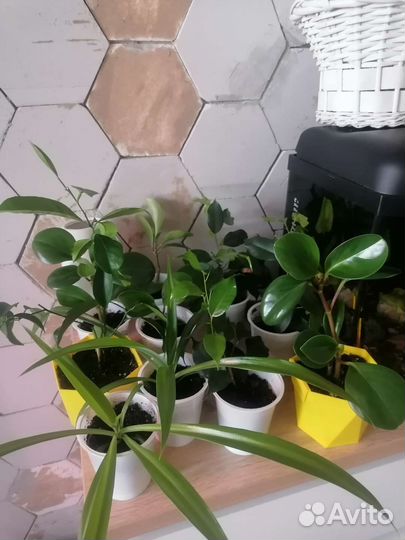 Цветы комнатные