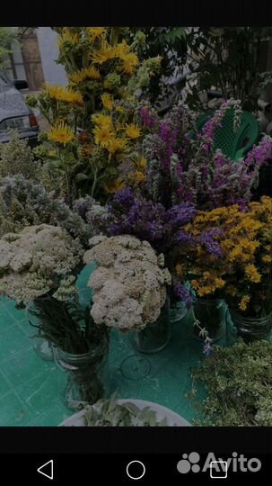 Девясил /Родиола