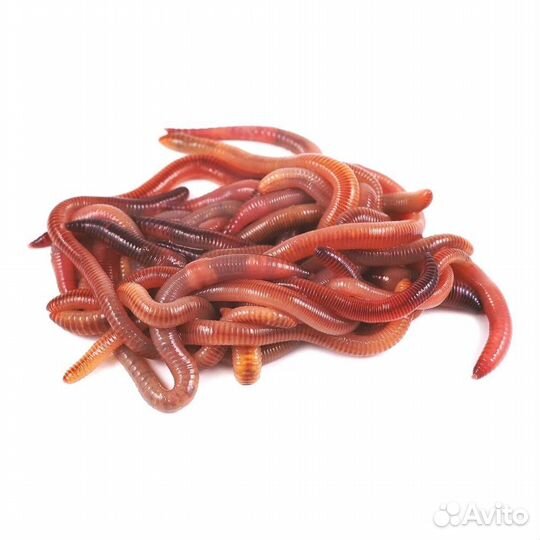 Черви для рыбалки