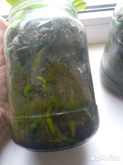 Орхидея фаленопсис