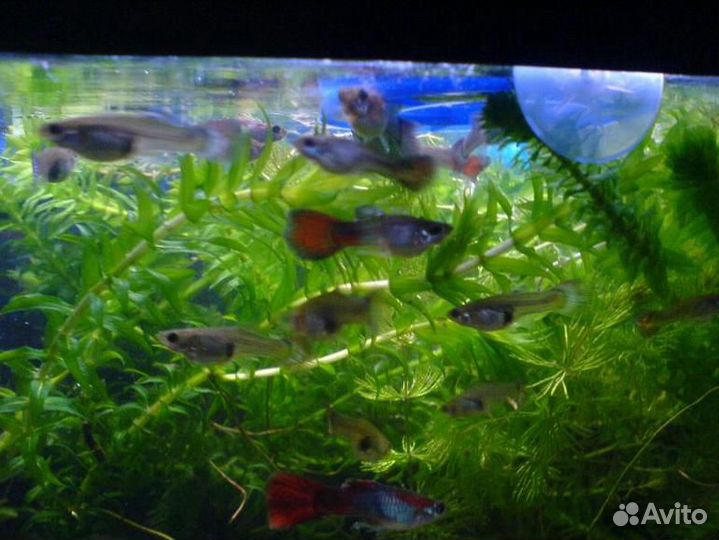 Аквариумные рыбки гуппи