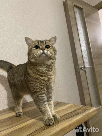 Британский кот вязка