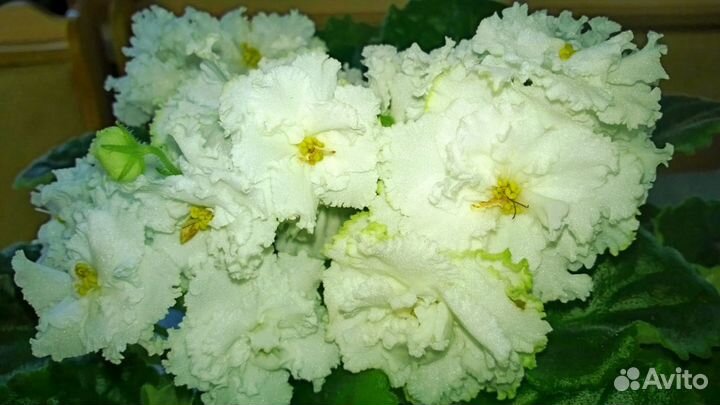 Фиалки 2018, черенки, пасынки, детки